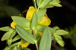 Myrtleleaf St. Johnswort